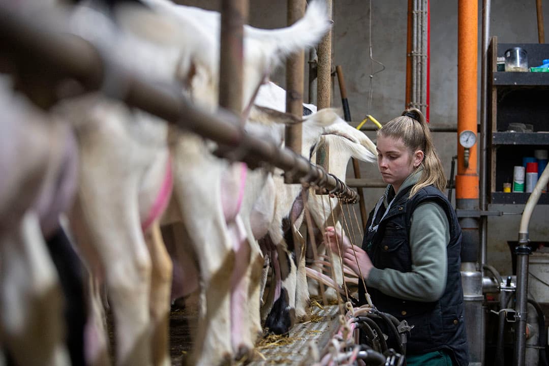 De inkomens in de melkgeitenhouderij daalden vorig jaar flink, terwijl ze in rundveehouderij juist flink stegen. De markten zijn heel anders, bovendien is de geitenhouderij nog gevoeliger voor stijging in krachtvoerkosten. - Foto's: Mark Pasveer