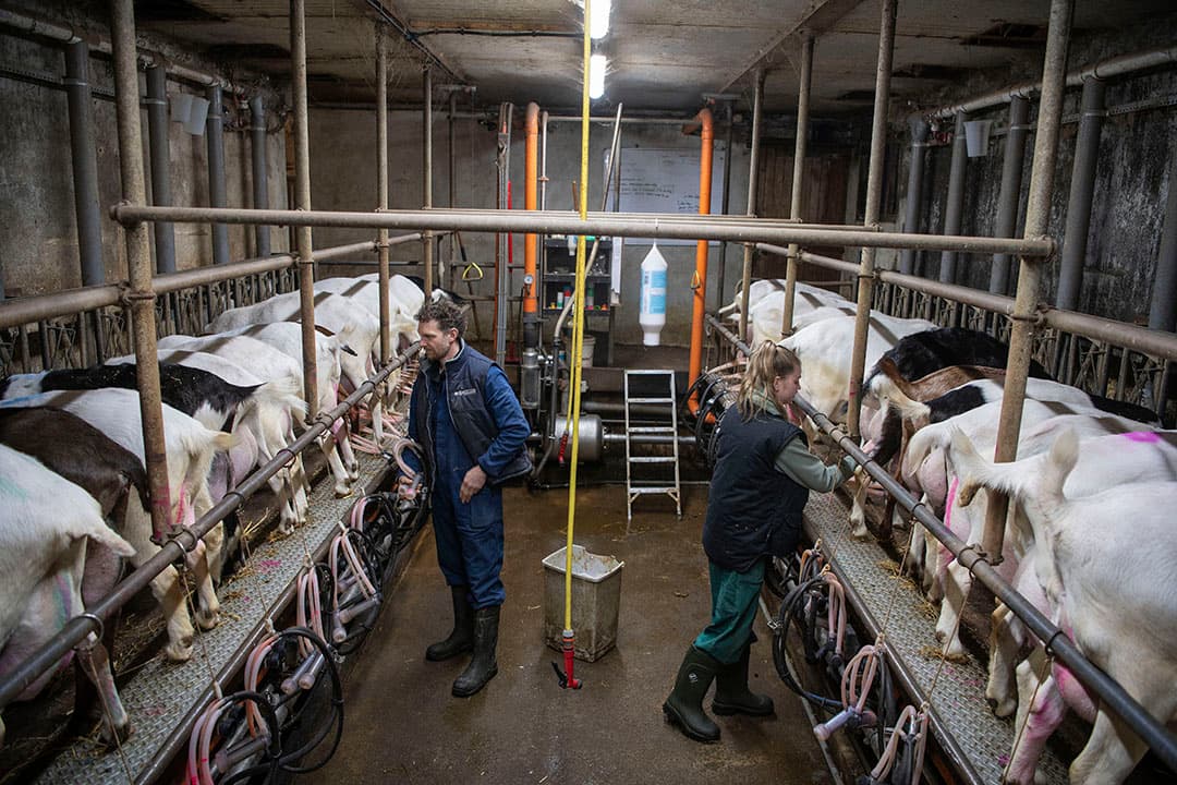 Het bedrijf van Goffe de Boer is a-typisch omdat de levering van melk van de 250 melkgeiten goed is voor een kwart van het inkomen en ...