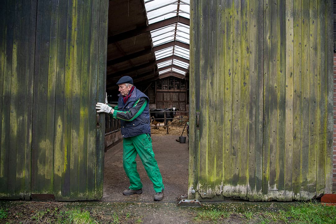 De ligboxenstal waar 75 melkkoeien stonden.