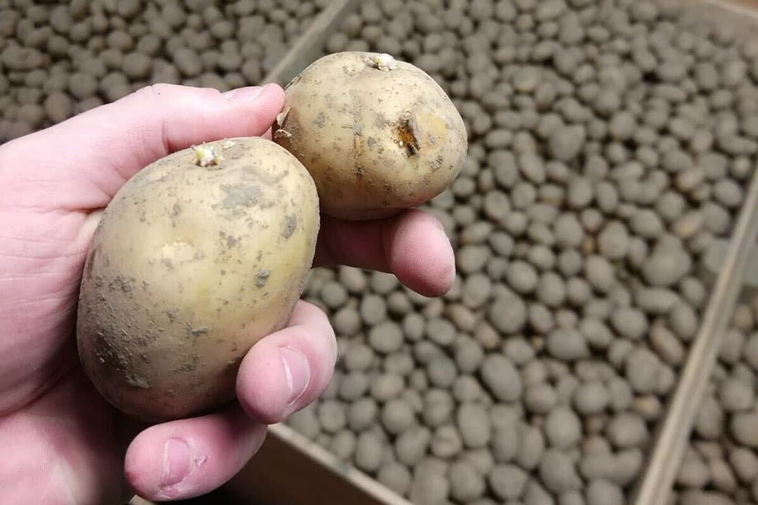 Neem bij ontvangst van het pootgoed een monster voor én tijdens het lossen en controleer dat op rot. - Foto: NAO Projecten