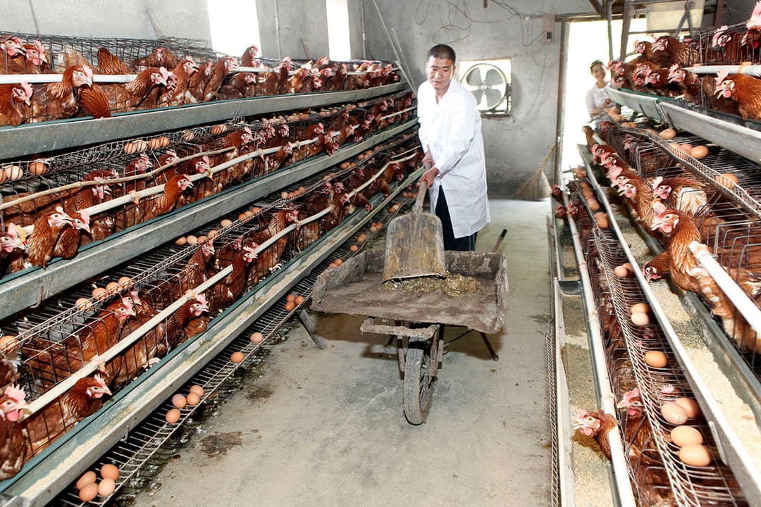 Chinees pluimveebedrijf met kippen in kooien die in de EU verboden zijn. - Foto: Henk Riswick