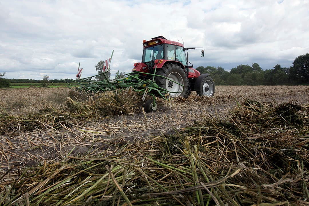 Schudden van gemaaide vezelhennep stimuleert het roten. Bastvezels aan de buitenkant van hennepstengels komen dan vrij van de scheven ofwel de houtige binnenkant van de stengel. - Foto: Henk Riswick