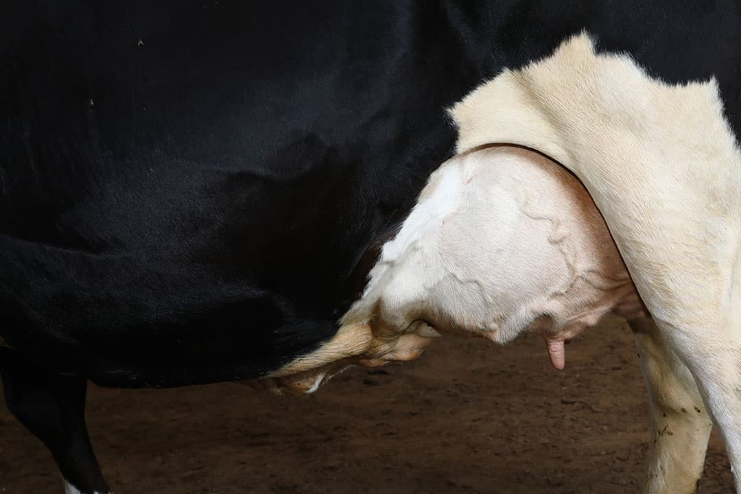 De gekloonde kalveren werden eind januari geboren. Holstein Friesian is een ras dat zijn oorsprong vindt in Nederland. - Foto: Henk Riswick