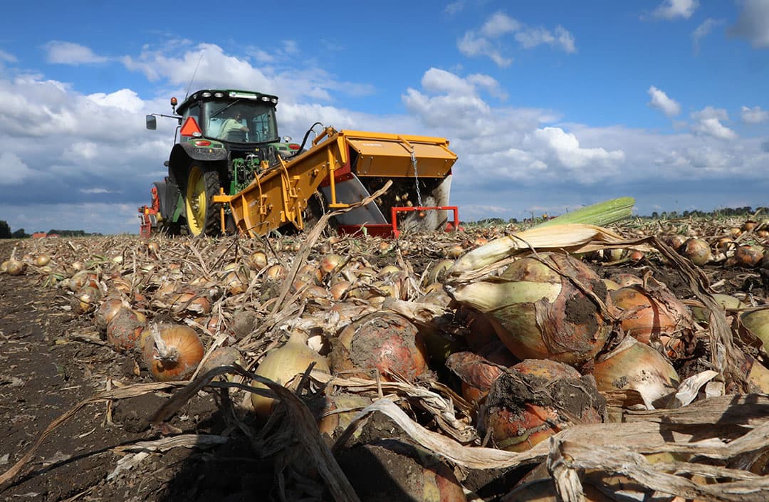 Oogsten van gele zaaiuien. - Foto: Henk Riswick