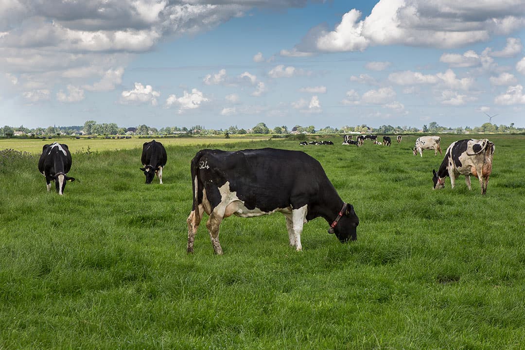 Voor een weidesnede kan gras nu al met een voorjaarsmeststof worden bemest. - Foto: Peter Roek