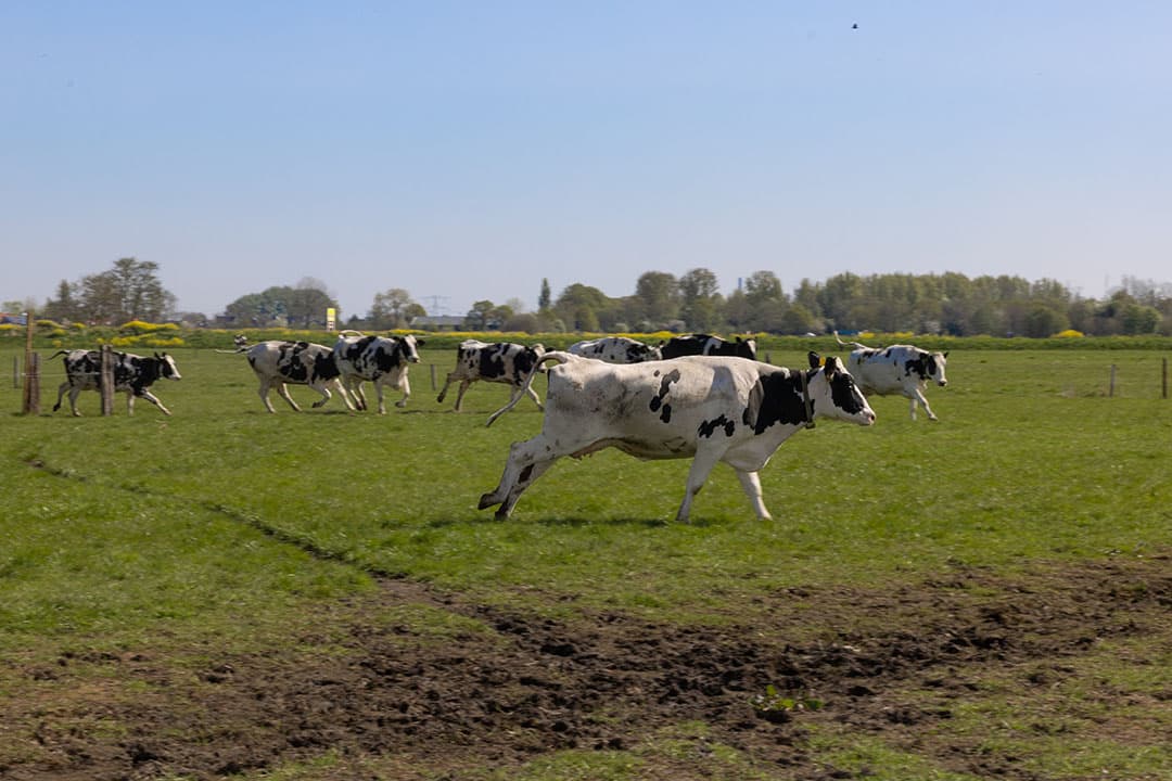 Koeien rennend in de wei. - Foto: Peter Roek
