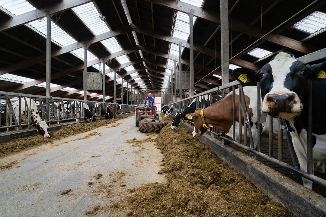 Op sectorniveau komt het gebruik van ruw eiwit in melkveerantsoenen uit op 162 gram per kilo droge stof, zo blijkt uit voorlopige cijfers. - Foto: Andrea van Schaik