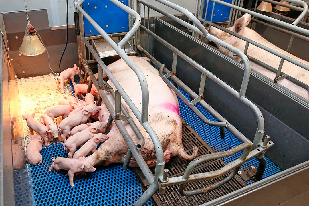 benchmark 'zorg jonge dieren'