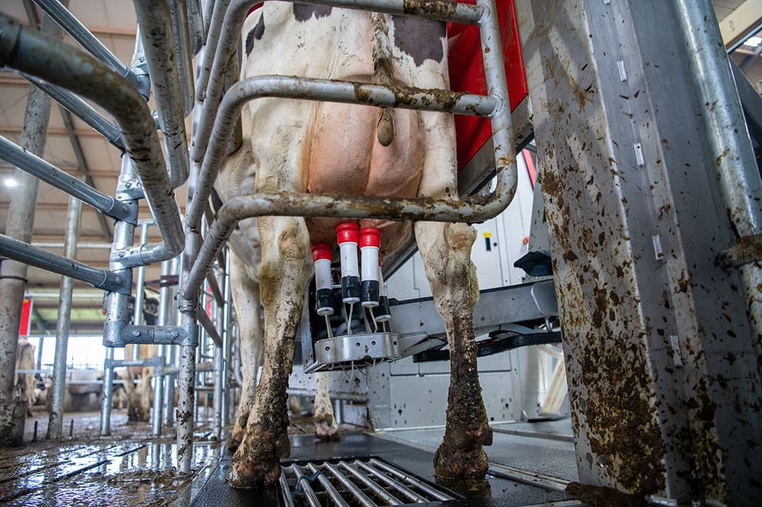 De melkprijs over 2022 is sterk gestegen, daarmee stegen de melkgeldinkomsten ook fors, ondanks gestegen kosten. - Foto: Michel Velderman