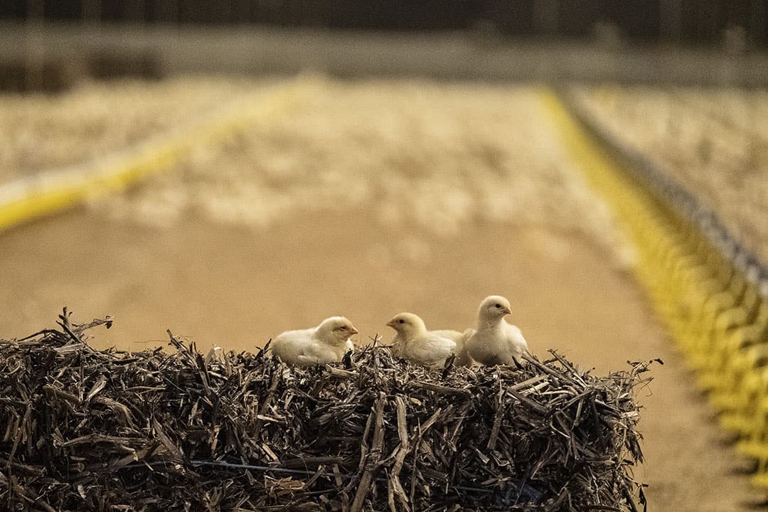 Foto: Jan Willem van Vliet