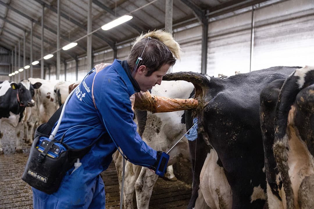 Inseminator insemineert een koe. Er zijn veel factoren die het vlot drachtig raken van koeien in de weg kunnen zitten. - Foto: Herbert Wiggerman