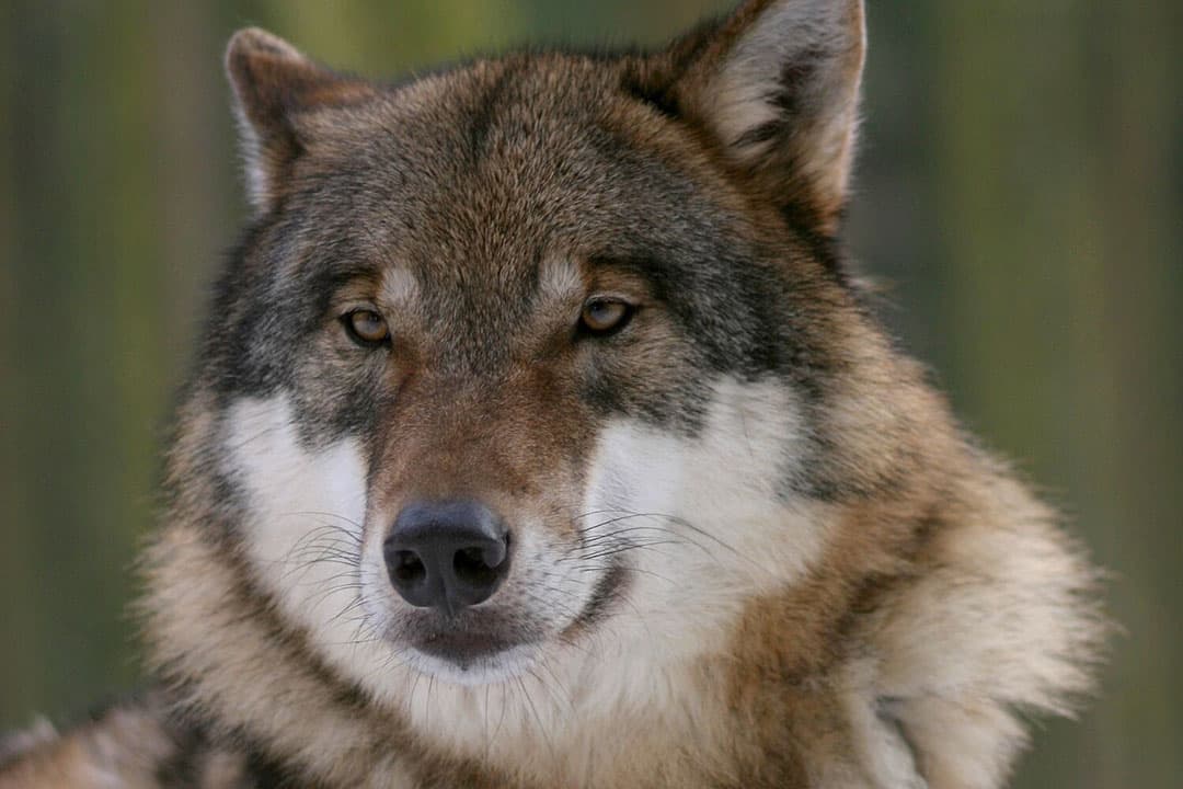 Dat de wolf niet verstoord, verjaagd of afgeschoten mag worden zorgt voor “heel veel spanning” onder de bevolking, stelt FNP. - Foto: Canva/Pixabay