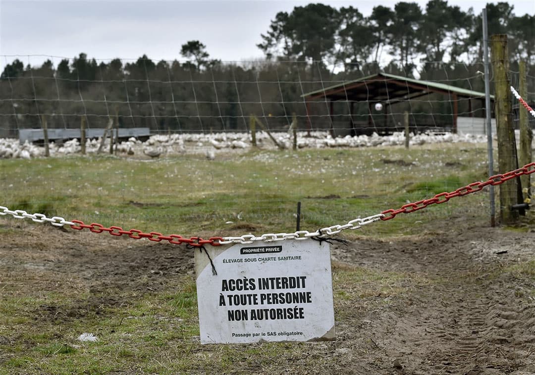 Eendenhouderij in Bourriot-Bergonce, in het westen van Frankrijk. Met vaccineren tegen vogelgriep wil de Franse overheid het virus onder controle krijgen. - Foto: ANP