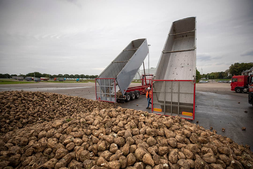 Afleveren van suikerbieten bij Cosun Beet Company. Het suikergehalte zakt aan het eind van de campagne bovengemiddeld snel. - Foto: Roel Dijkstra
