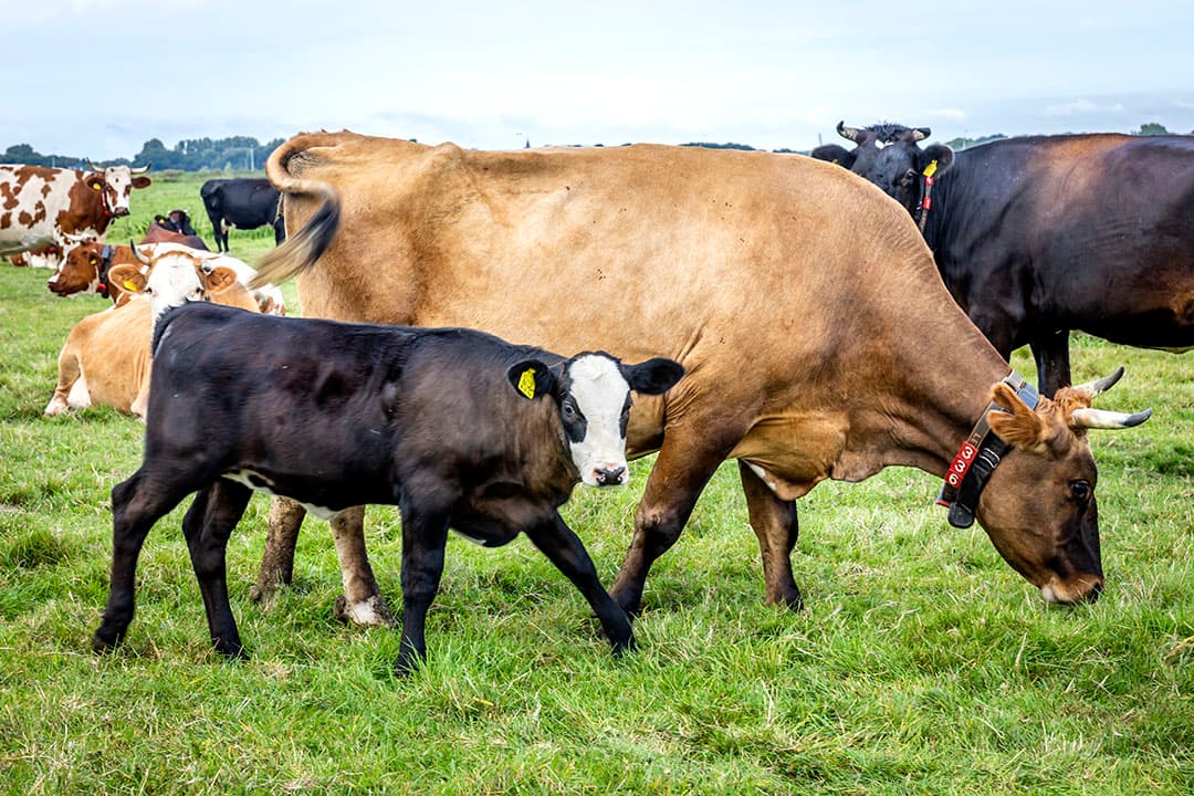 Biologische koeien in de weide. De veebezetting op biologische bedrijven is gemiddeld lager dan op gangbare bedrijven. - Foto: Roel Dijkstra