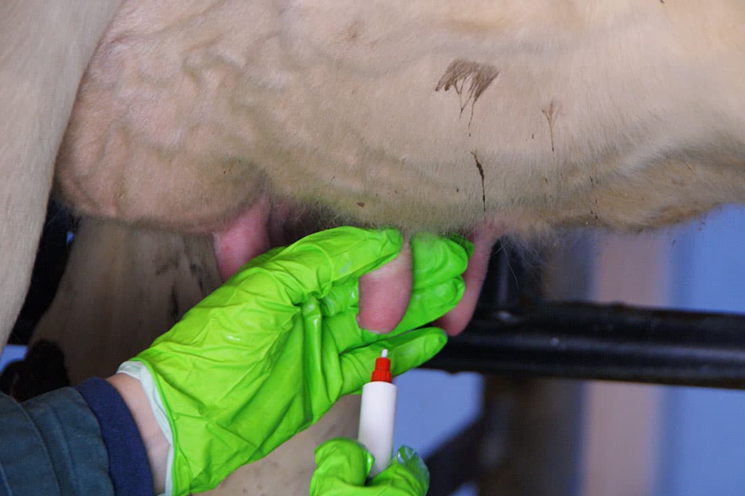 Het is niet beter of slechter om koeien abrupt droog te zetten. Het belangrijkste hierbij is dat de melkproductie zo laag mogelijk is, zeker onder de 12 liter per dag. - Foto: Boerderij