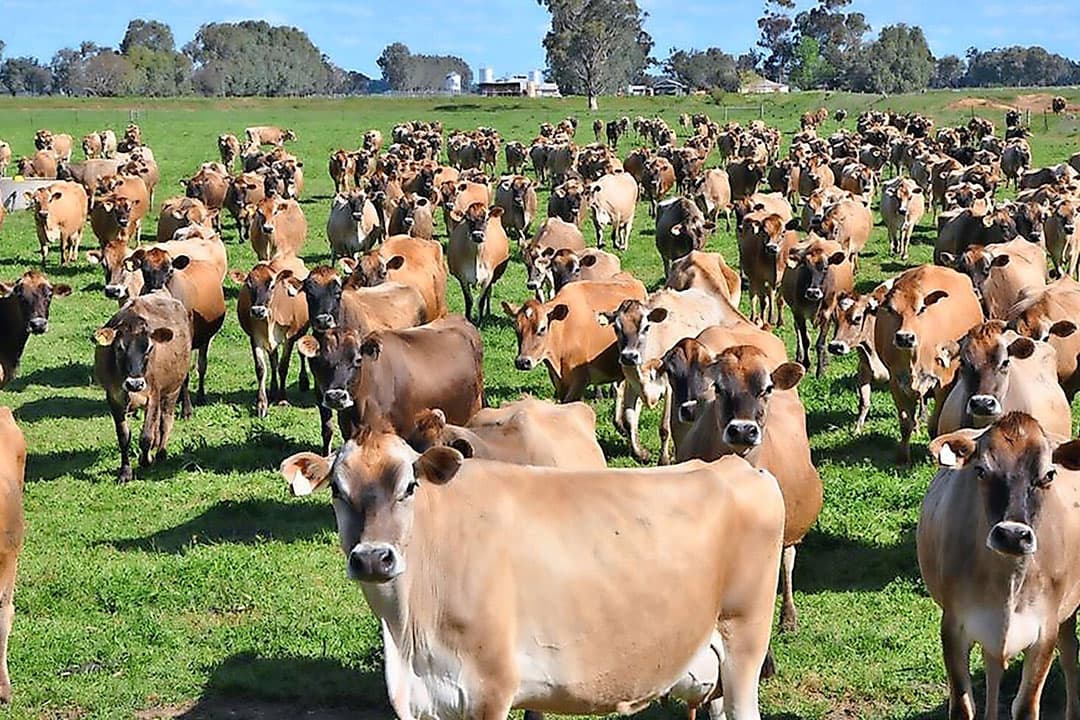 Foto's: Interfarms