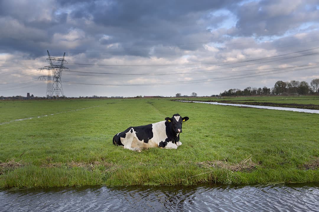 In het landbouwakkoord moet een afspraak worden gemaakt over grondgebondenheid. Op basis van gebruiksnormen dierlijke mest zou dit zonder derogatie ongeveer 1,7 GVE/ha zijn. - Foto: ANP