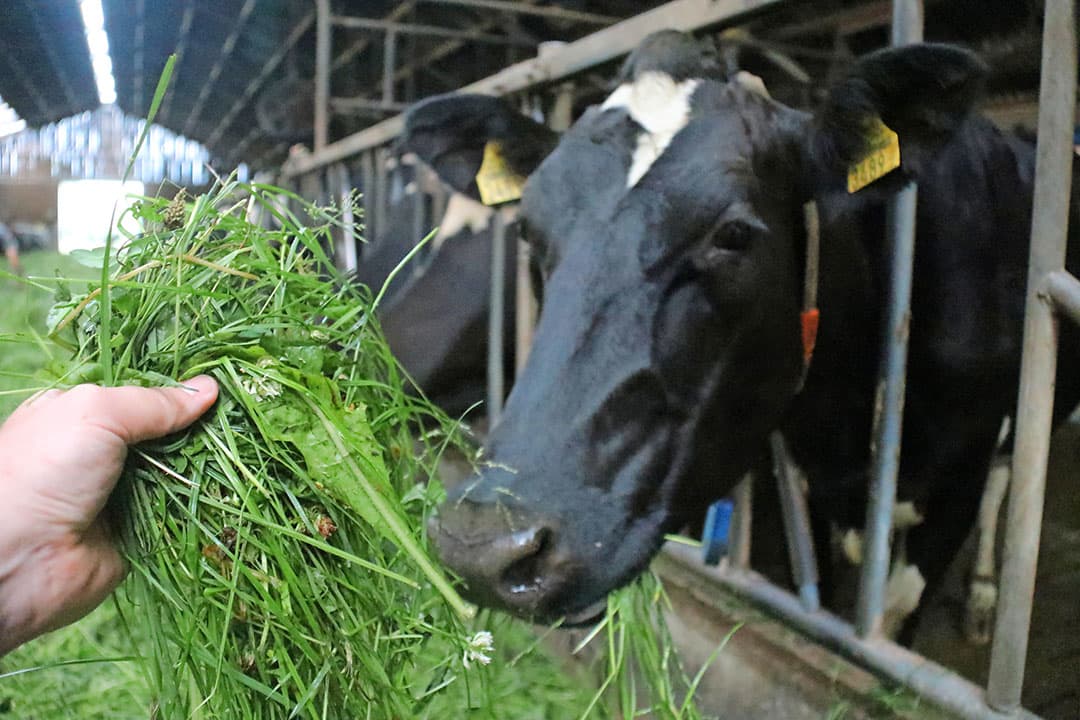 Productieve kruidenmengsels bevatten hoogproductief gras en goed verteerbare kruiden met voederwaarde. De smakelijkheid van kruidenrijke mengsels verhoogt de voeropname en dat verhoogt de melkproductie. - Foto: Limagrain