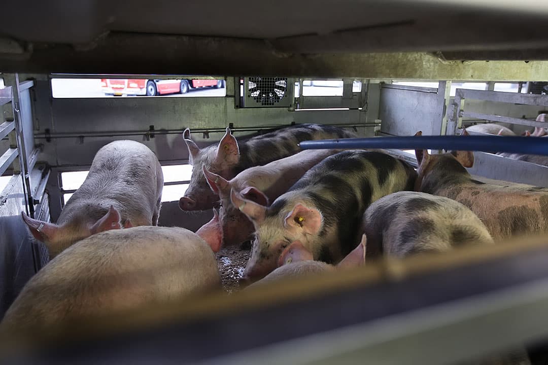 Bij de fysieke exportkeuring van levend vee stijgt het starttarief per persoon van € 116,60 naar € 147,94. - Foto: Ronald Hissink