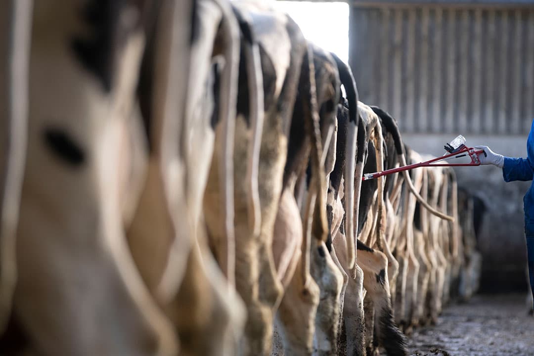Vaccinatie tegen IBR is een belangrijke tool om verdere verspreiding (met name tussen bedrijven, maar ook binnen het bedrijf) te voorkomen. - Foto: Mark Pasveer