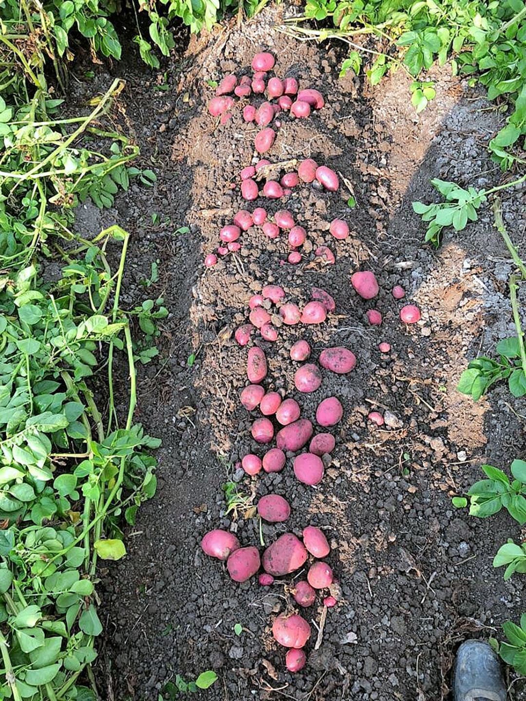 Een gangbaar tafelaardappelras dat goed tegen droogte kon en een stikstofzuinige aardappel was, bleek het roodschillige ras Baltic Fire. - Foto: Ben Bredek.