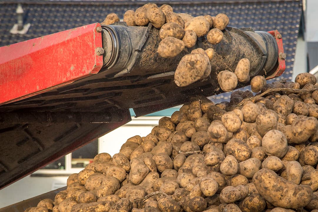 McCain gaat telers belonen voor duurzaam geteelde aardappelen met financiële voordelen. - Foto: Koos Groenewold