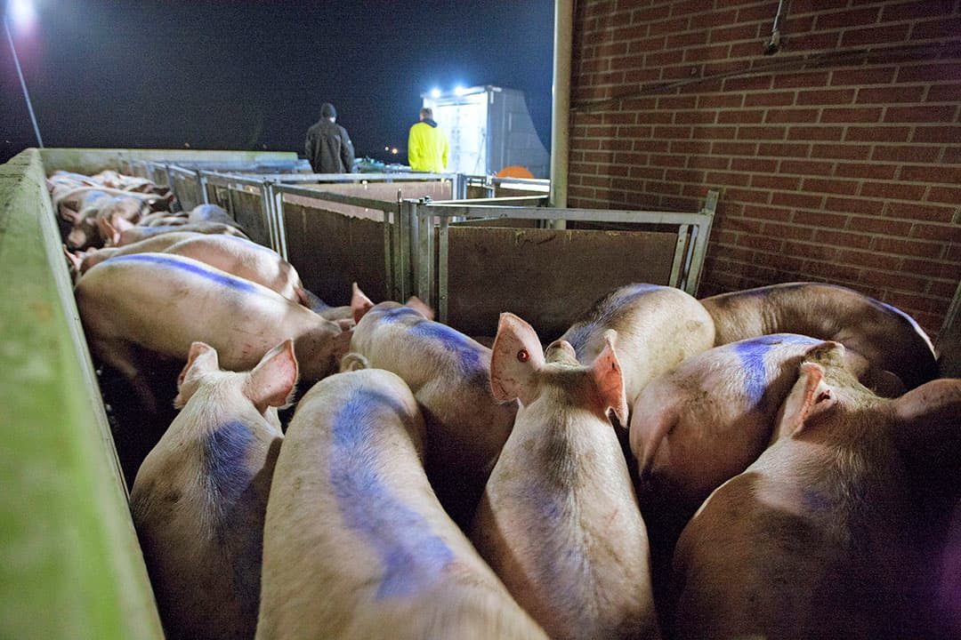 Varkens op transport. Vion verlaagt de varkensnotering met 5 cent op een gevoelig moment in het jaar. - Foto: Hans Banus