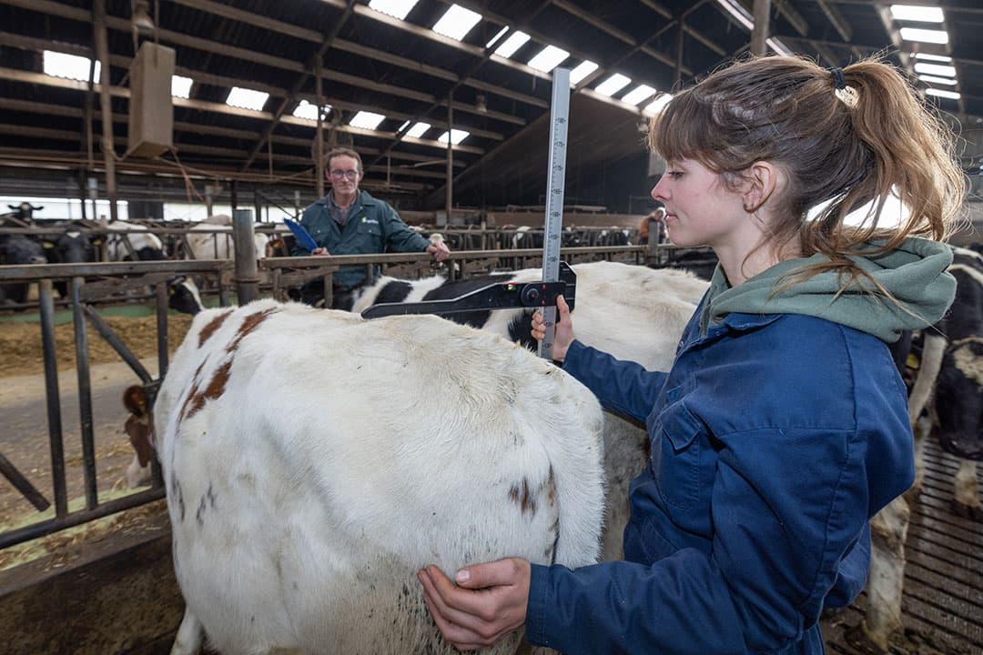 Ellis Hoogesteger meet twee keer per jaar alle jongvee op het bedrijf van Bart van den Brand. Bart schrijft de oornummers op en de bijbehorende kruishoogte. Dat wordt later ingevoerd in het systeem. - Foto's: Peter Roek