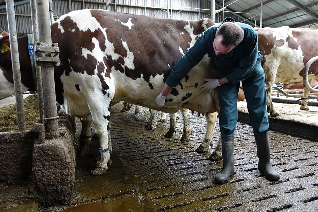 Op dit moment is er volgens het onderzoek te weinig regie op de bij- en nascholing van dierenartsen. - Foto: Misset