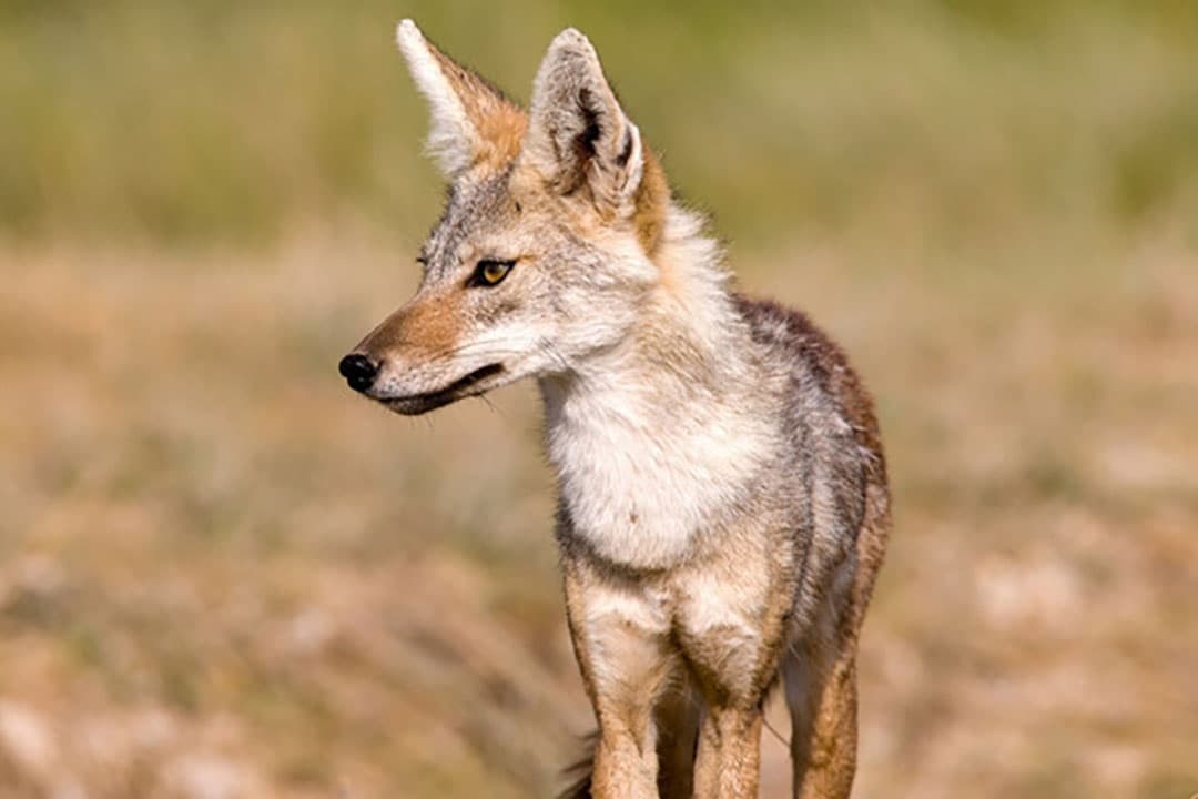 Alleen uit Friesland komen meldingen van aanvallen van een goudjakhals. - Foto: Canva/Getty Images