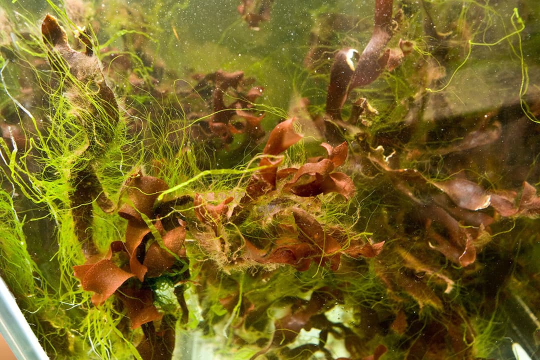 zeewier