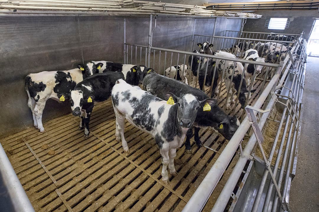De vleeskalversector kampt met hogere kosten, vooral door gestegen energieprijzen. - Foto: Koos Groenewold