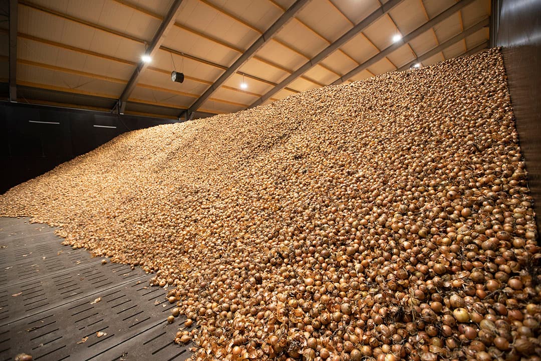 De uienteelt van Berg Landbouw is goed gelukt in 2022, de oogst ligt te glimmen in de schuur. De prijzen zijn hoog, dus het is een mooi seizoen voor telers. - Foto's: Hans Banus