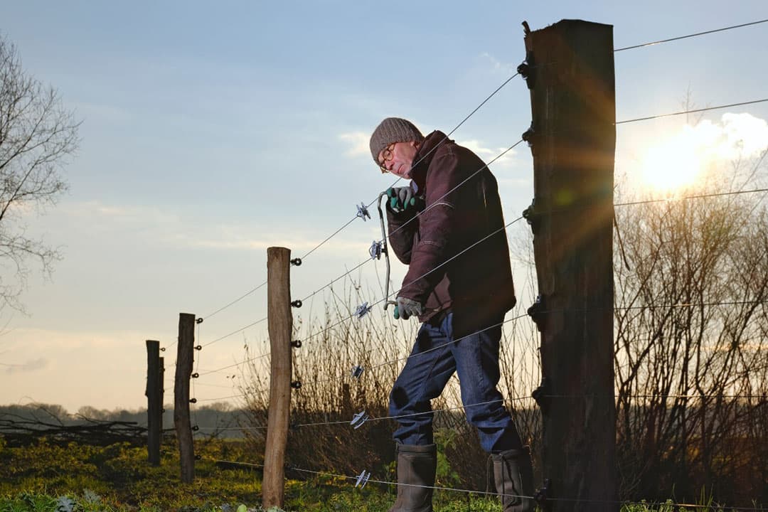 Schapenhouder plaatst een omheining en hoopt zo de wolf op afstand te houden. - Foto: Ruud Ploeg