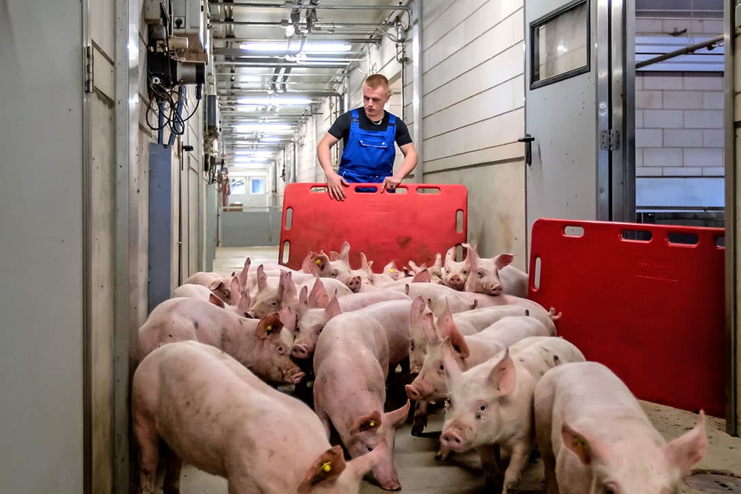 onzekerheden voor varkenshouders in 2023