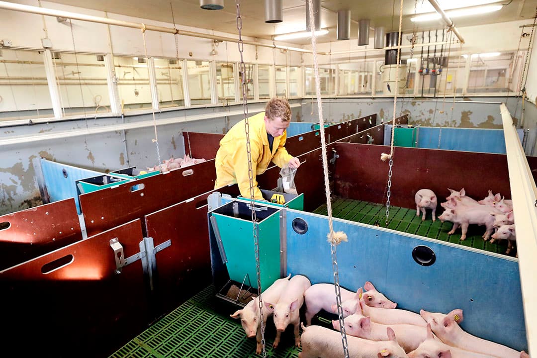 Nu het praktijkcentrum Sterksel verkocht wordt, is er behoefte aan nieuwe onderzoeksmogelijkheden. Het Varkensfonds financiert ideeën uit de sector. - Foto: Bert Jansen