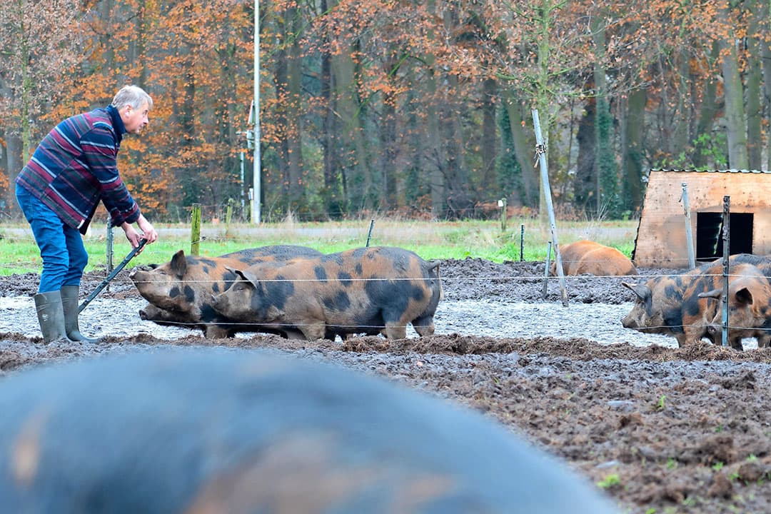De ongeveer veertig vleesvarkens kunnen goed buiten blijven. De varkenswei is vanaf de weg te zien en de dieren trekken veel publiek. - Foto: Jan Willem Schouten