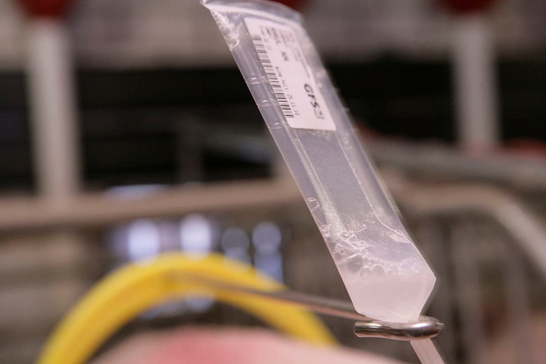 Het AVP-virus kan makkelijk overspringen van geïnfecteerde beren naar naïeve gelten door ki. - Foto: Michel Zoeter