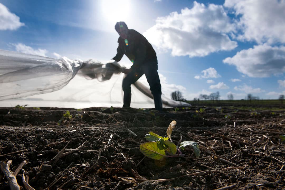 Teelt van biologische bloemkool. Nederland wil de komende jaren het biologisch landbouwareaal flink laten groeien. - Foto: Mark Pasveer