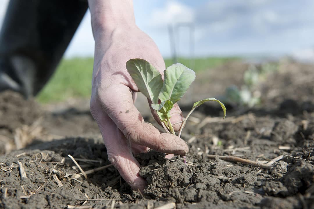 biologische groenten