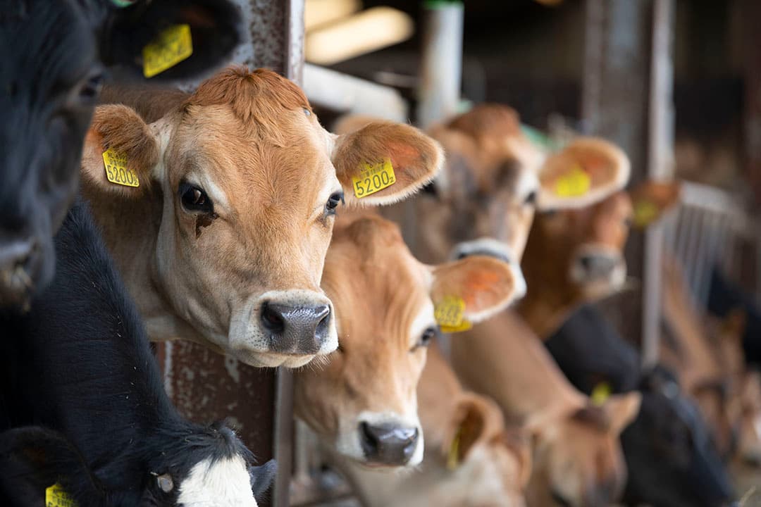 Jersey ziet nog kans om in aantal inseminaties te groeien in een afnemende markt. - Foto: Mark Pasveer