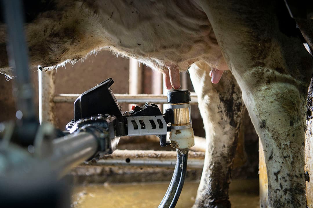 Melken van een gezonde uier. In een melkrobotsysteem ligt overdracht van bacteriën, met name stafylokokken, op de loer. - Foto: Mark Pasveer