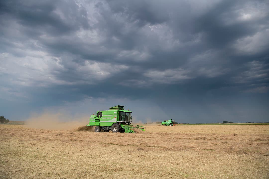 In graszaad is een rem op de productie nodig, zeggen graszaadbedrijven. Over enkele jaren zal de markt weer herstellen, verwachten ze. - Foto: Mark Pasveer