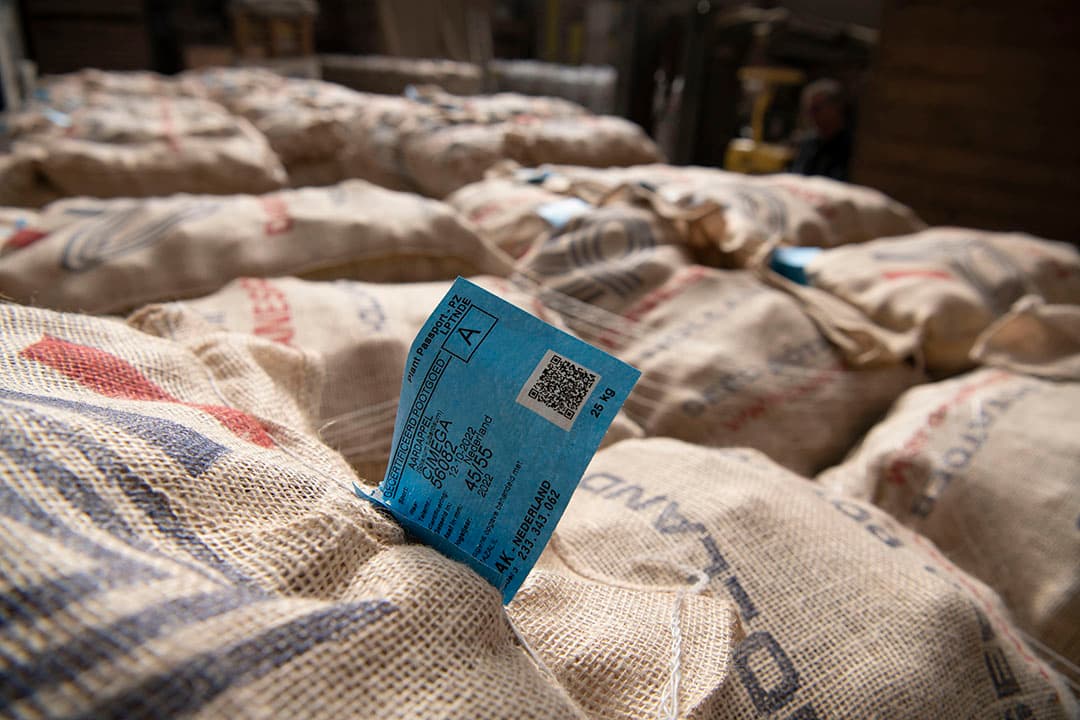 Pootgoed klaar voor de export. Volgens onderzoek heeft de Nederlandse economie in 2022 naar schatting € 49,6 miljard verdiend aan de export van landbouwgoederen. - Foto: Mark Pasveer