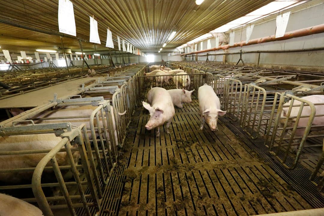 In 2014 was van de 470 grootschalige fokbedrijven in Hongarije 73% PRRSv-vrij. - Foto: Henk Riswick