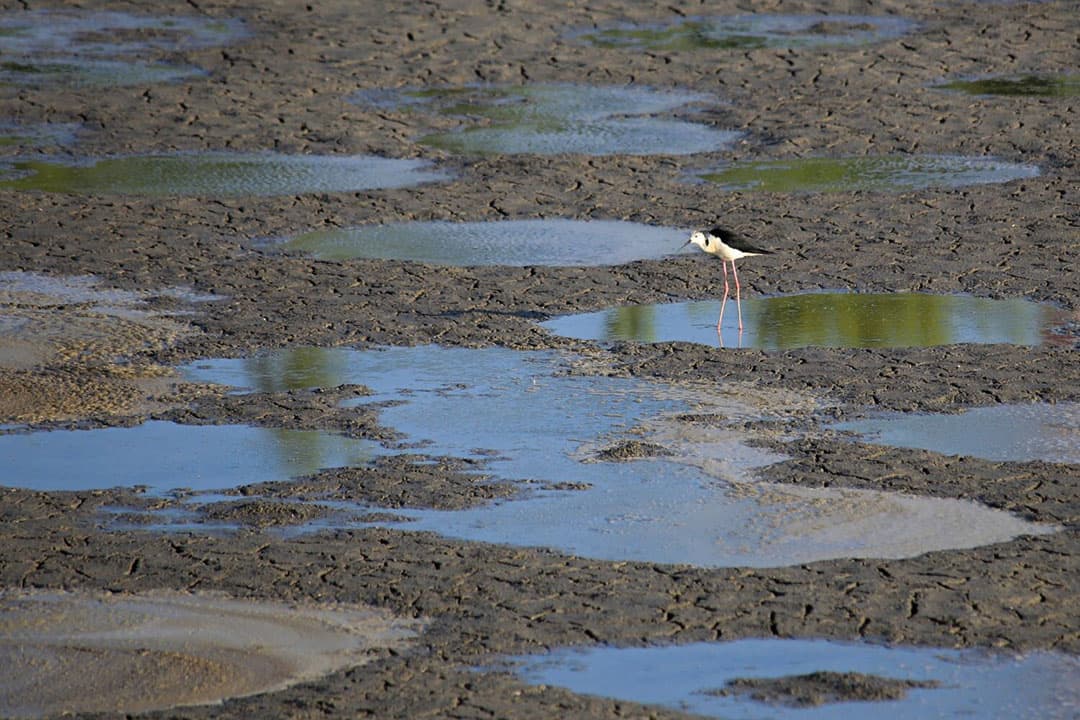 In Nederland is verzilting onder andere goed merkbaar in teeltregio’s langs de kust. - Foto: Canva/Getty Images