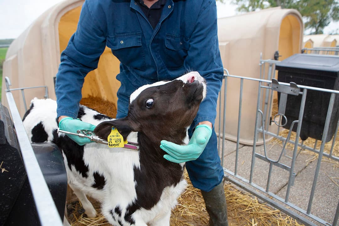 Vaccineren van een kalf tegen pinkengriep. Dit is een van de methoden om de weerstand van het dier te verhogen. - Foto: Ton Kastermans