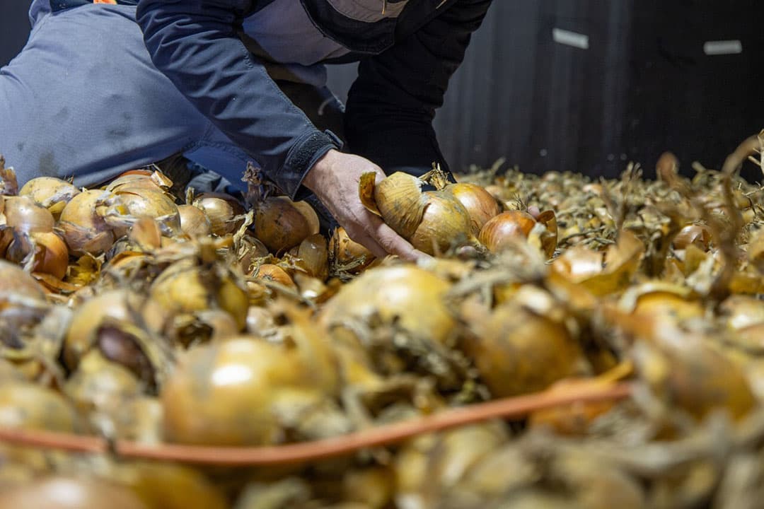 De hoge uienprijzen remde de afzet naar bepaalde landen flink. - Foto: Peter Roek