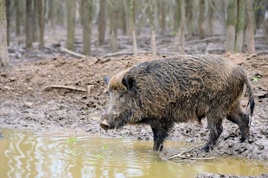 Het is voor het eerst dat Afrikaanse varkenspest (AVP) is gevonden bij een wild zwijn in Griekenland. - Foto: Canva